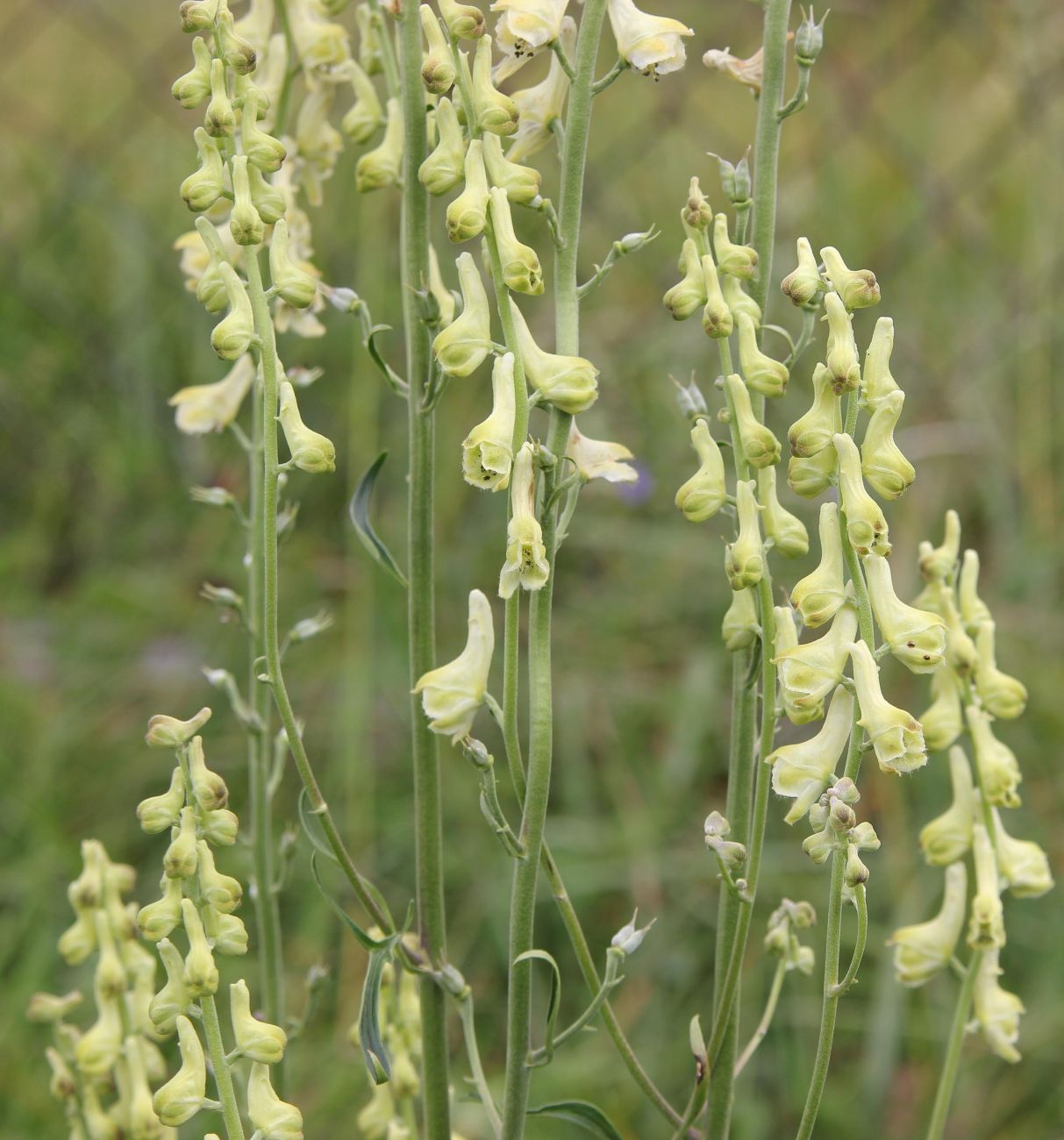 Изображение особи Aconitum barbatum.