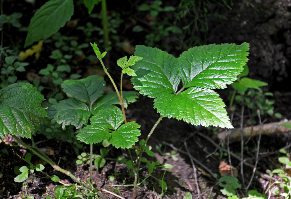 Image of Rubus saxatilis specimen.