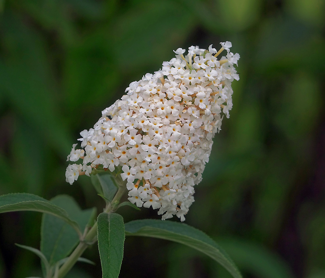 Image of Buddleja davidii specimen.