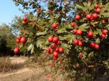 род Crataegus. Ветка с листьями и плодами. Украина, г. Запорожье, балка Партизанская. 23.09.2020.