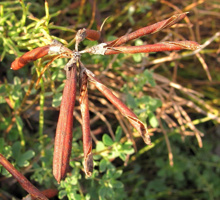 Image of Lotus dvinensis specimen.