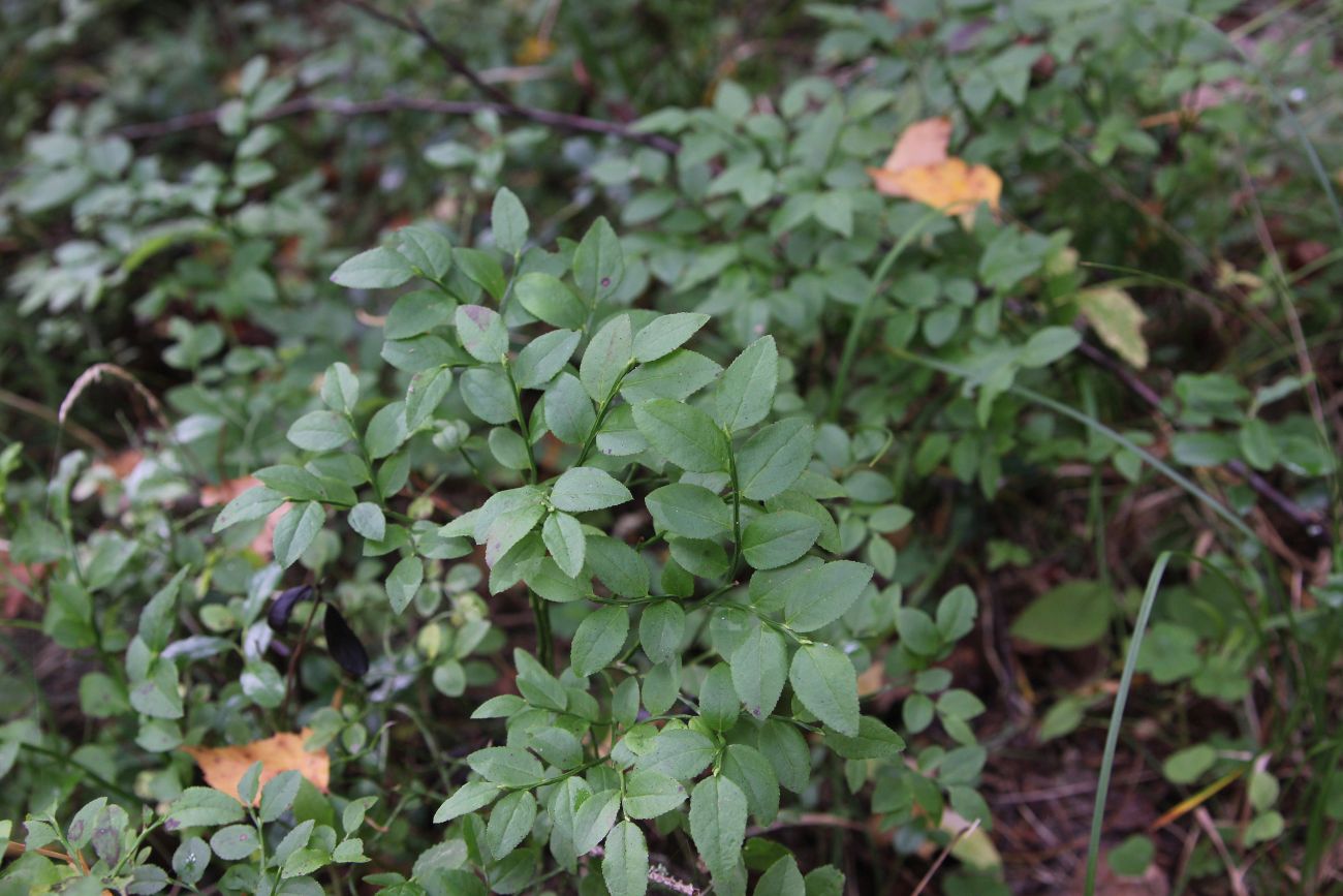 Image of Vaccinium myrtillus specimen.