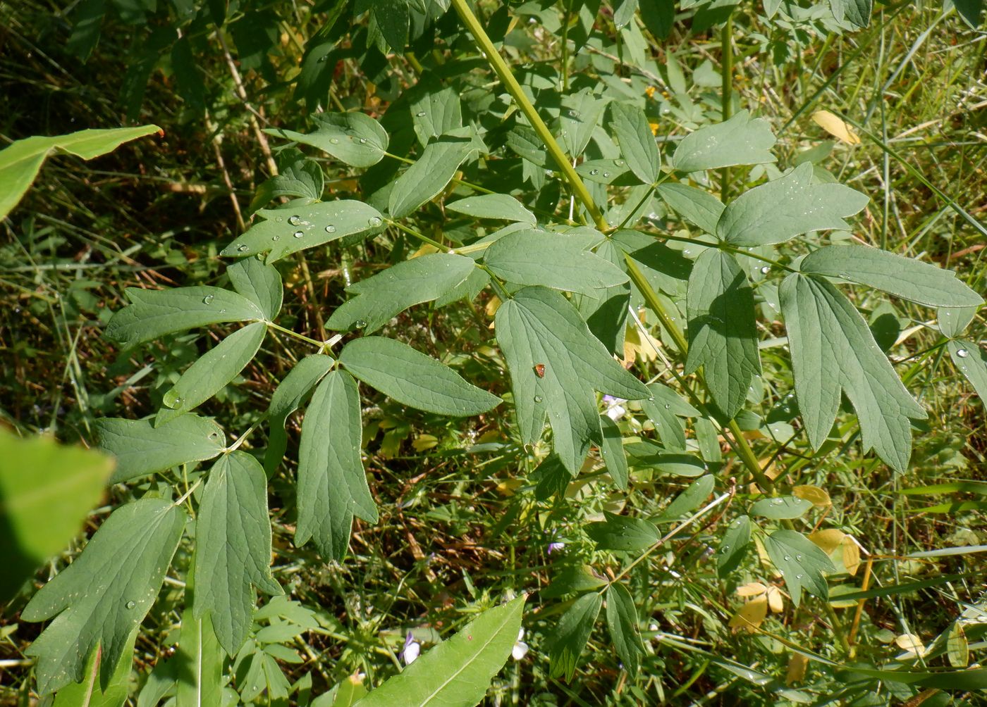 Изображение особи Thalictrum simplex.