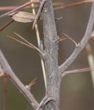 Barnadesia horrida