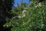 Bauhinia bowkeri