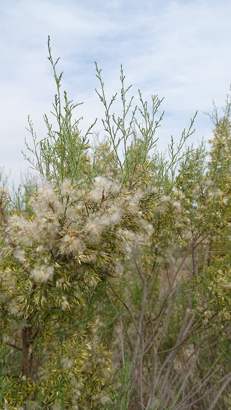 Image of Tamarix laxa specimen.
