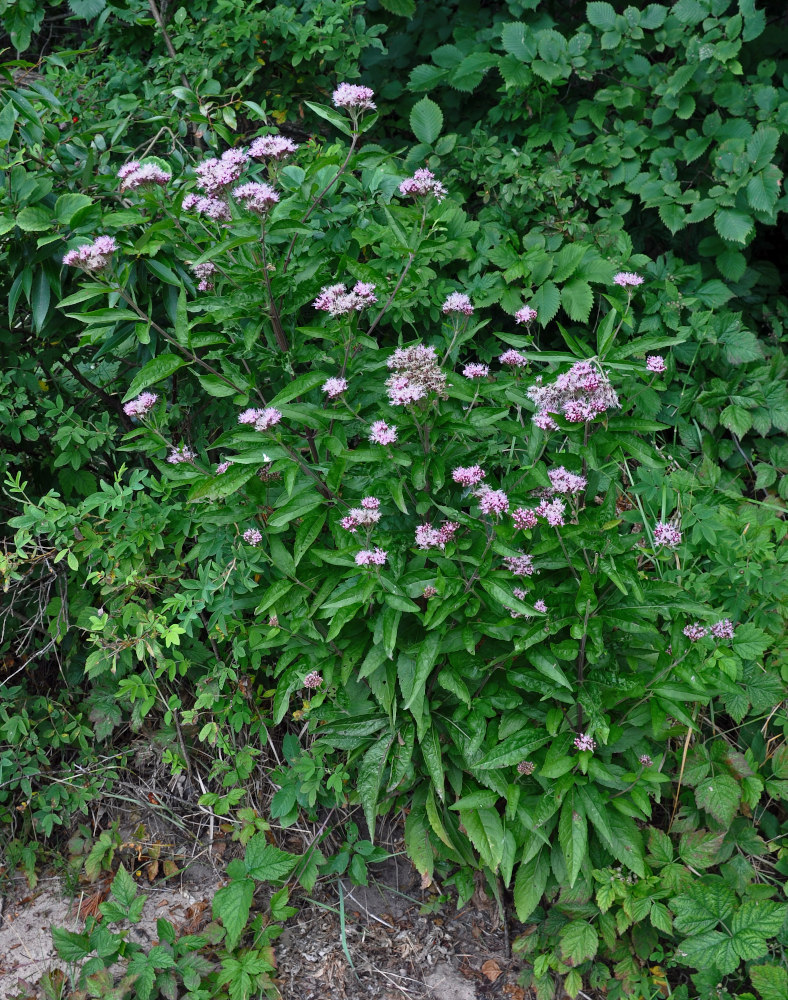 Изображение особи Eupatorium cannabinum.