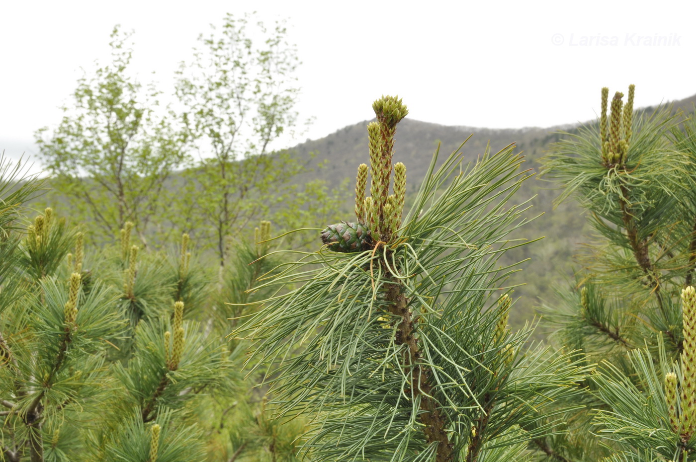 Image of Pinus pumila specimen.