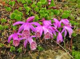 Pleione limprichtii