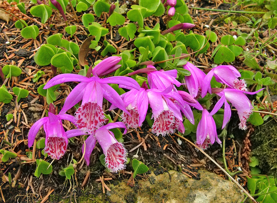 Image of Pleione limprichtii specimen.