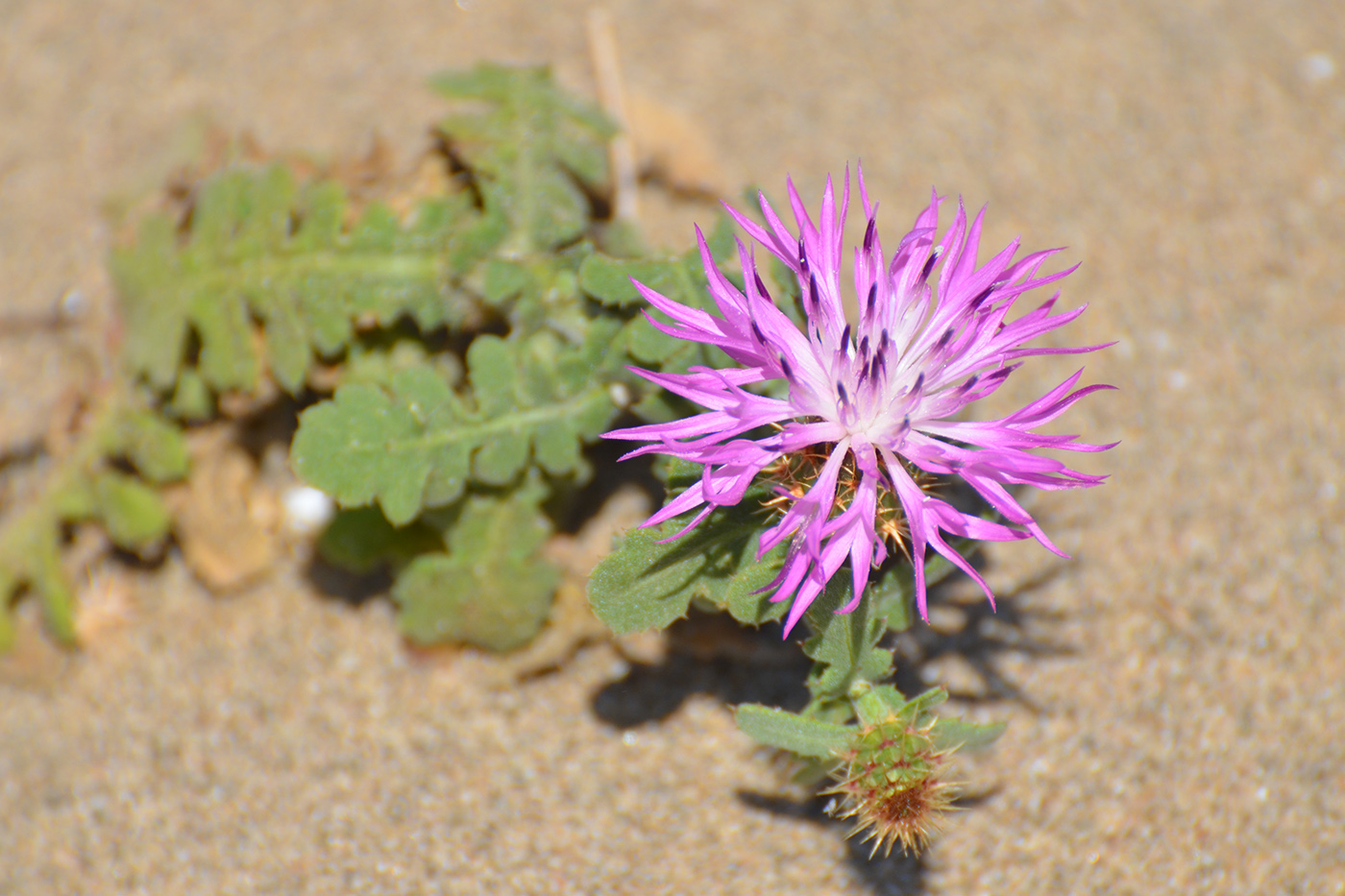 Image of Centaurea sphaerocephala specimen.