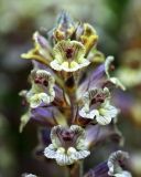 Orobanche laxissima