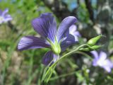 Linum jailicola. Верхушка побега с цветком и бутонами. Краснодарский край, Абинский р-н, хр. Папай, каменистый склон. 14.05.2020.