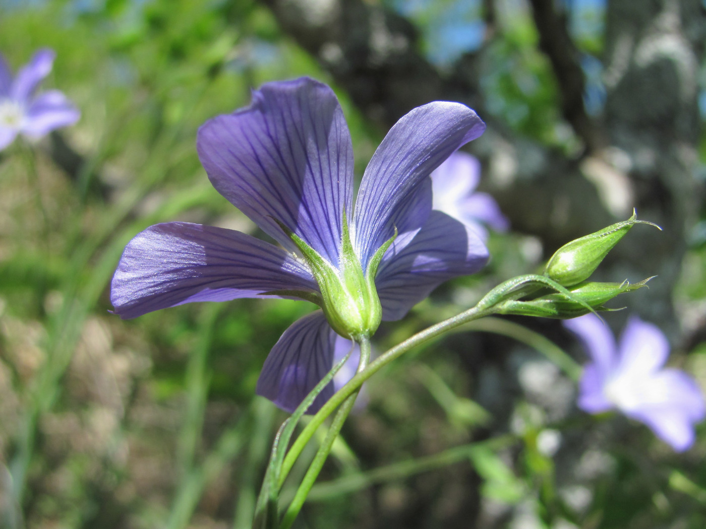 Изображение особи Linum jailicola.