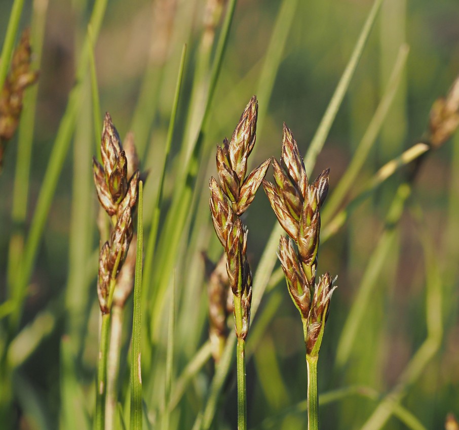 Изображение особи Carex praecox.