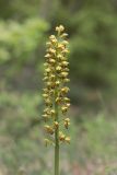 Orchis punctulata