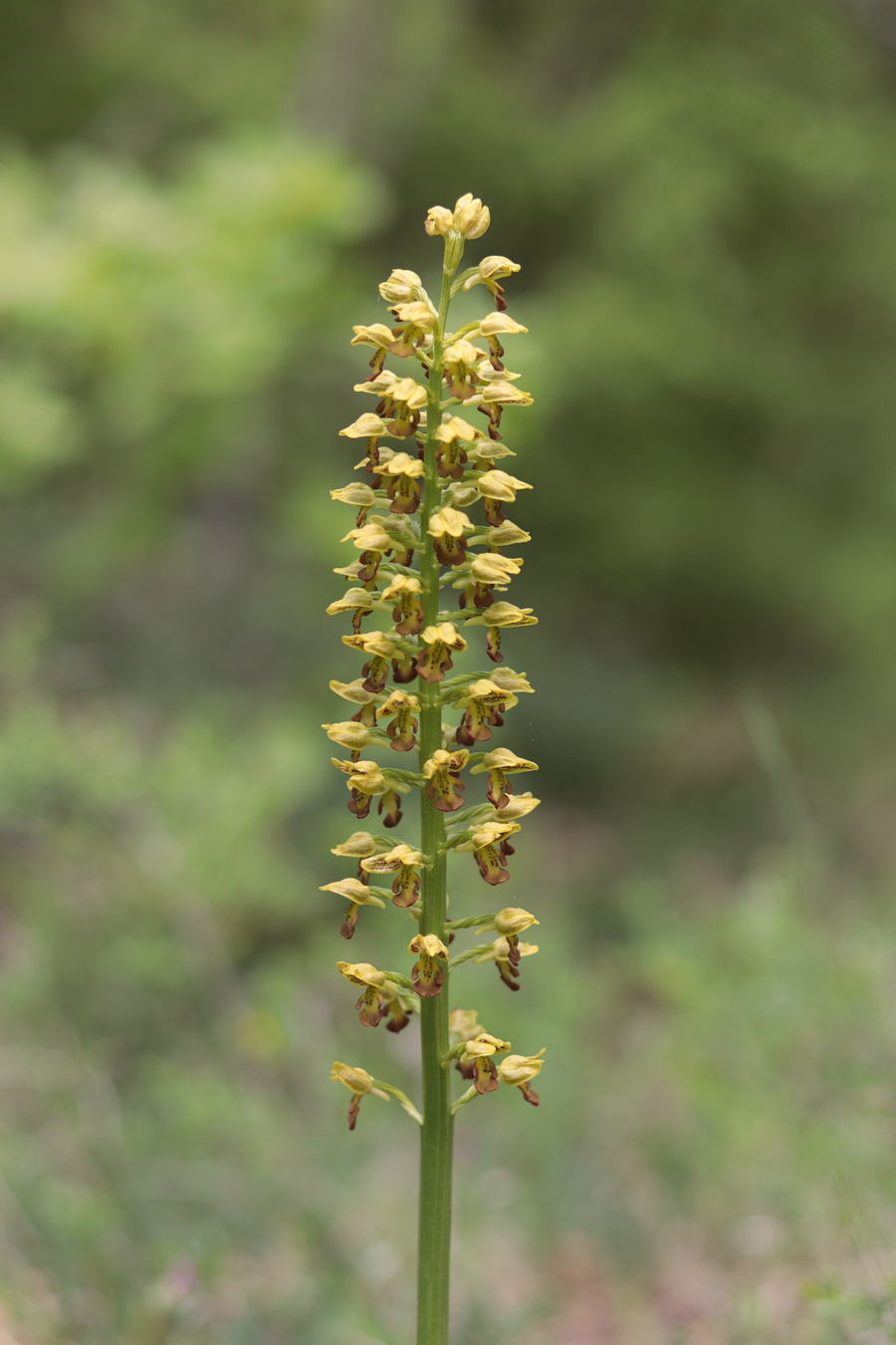 Image of Orchis punctulata specimen.