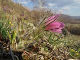 Pulsatilla turczaninovii