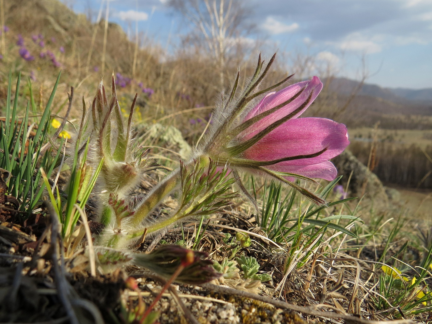 Image of Pulsatilla turczaninovii specimen.