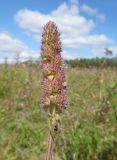 Betonica officinalis