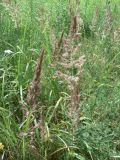 Calamagrostis extremiorientalis. Соцветия. Хабаровск, за 1-й краевой больницей. 22.07.2016.