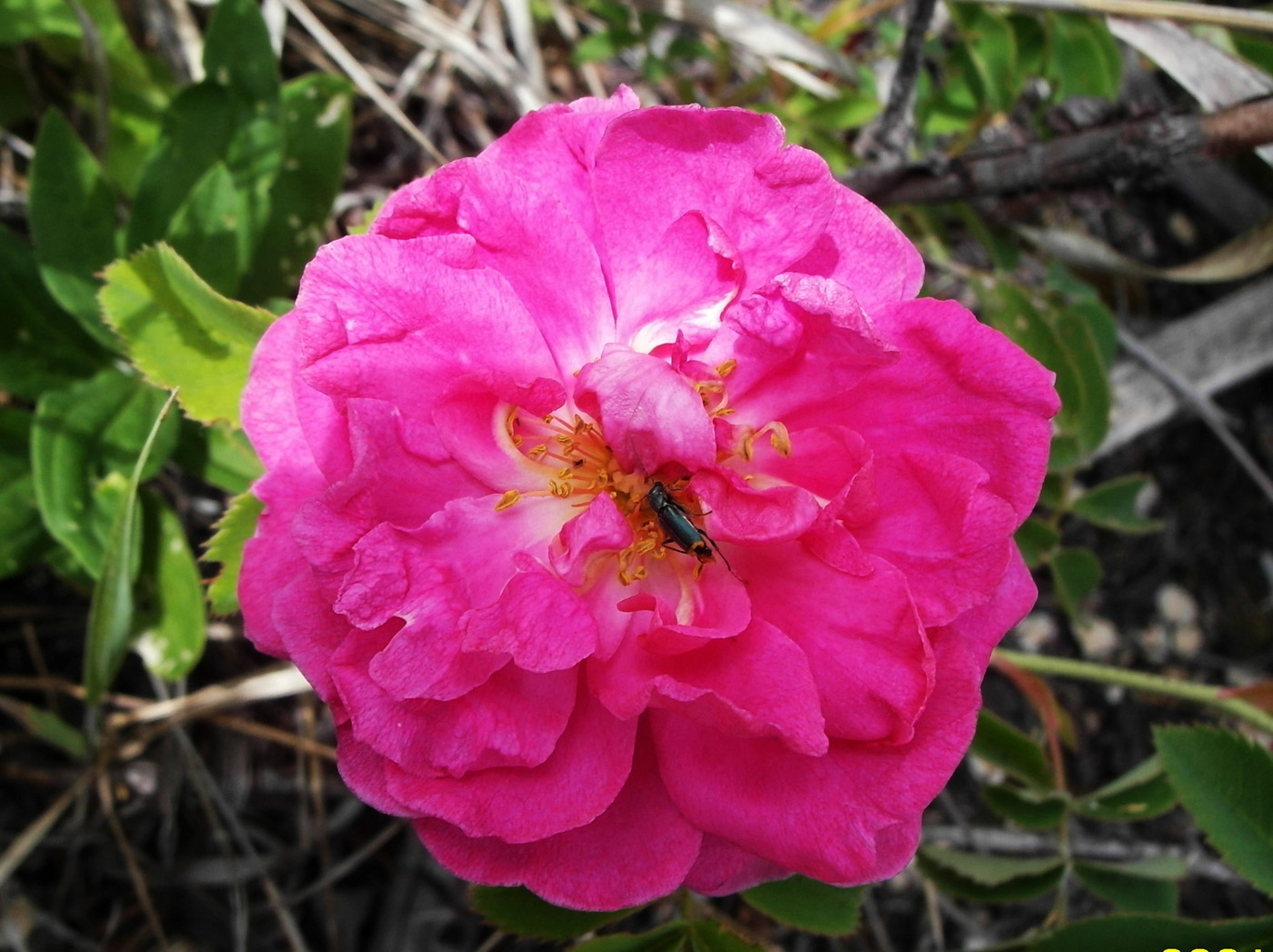 Image of Rosa damascena specimen.