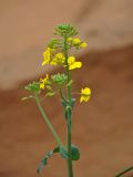 Brassica napus