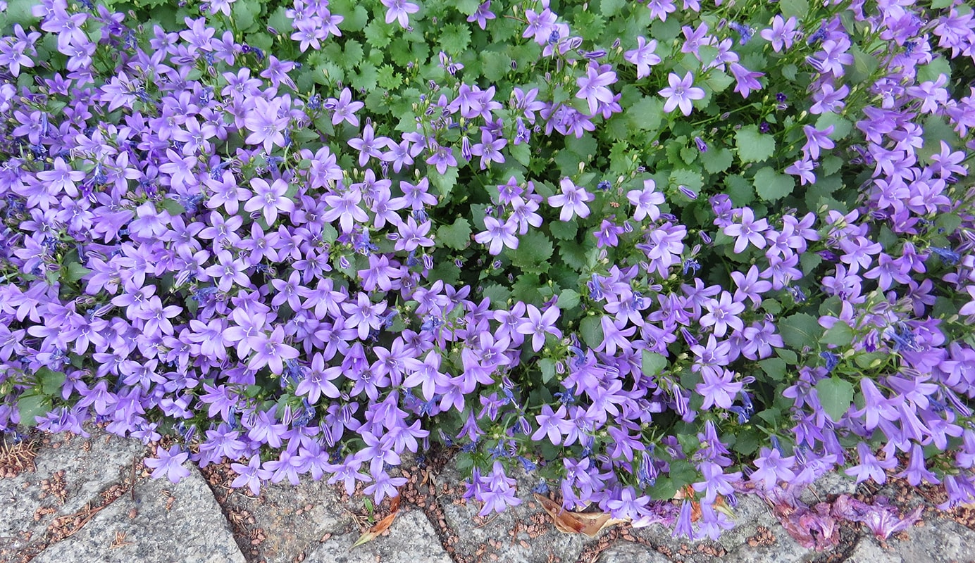 Image of Campanula portenschlagiana specimen.