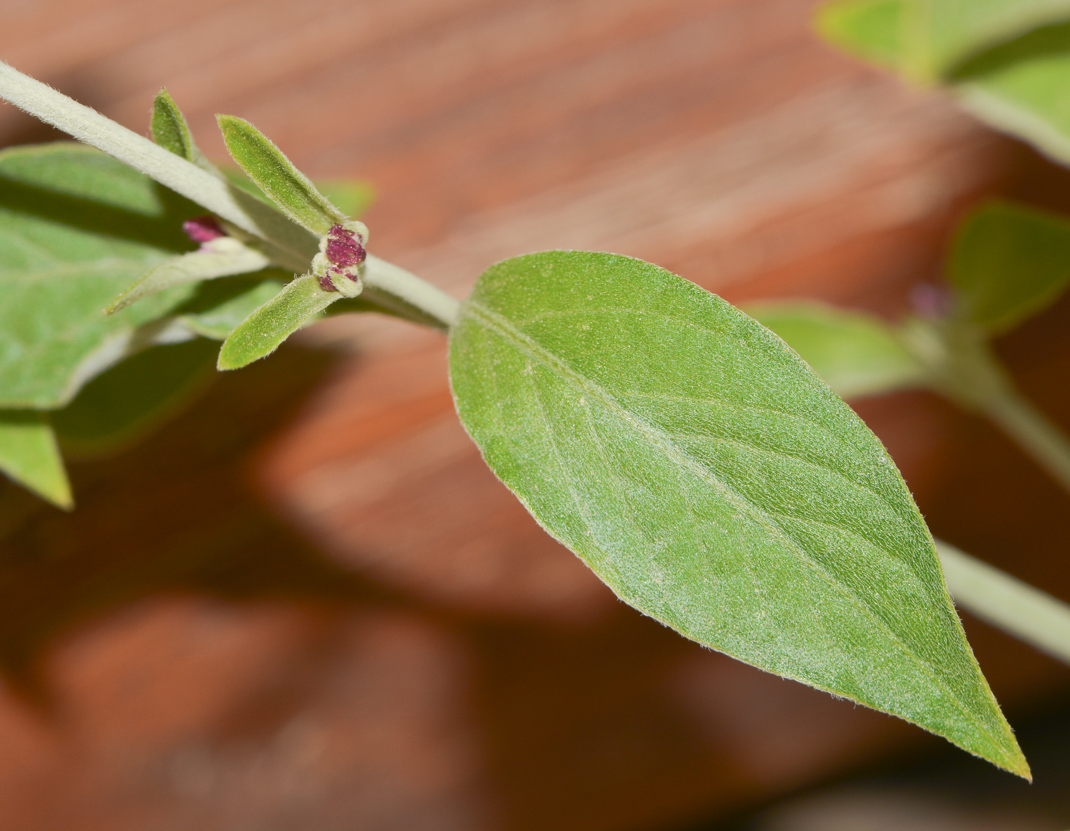 Image of Alternanthera porrigens specimen.