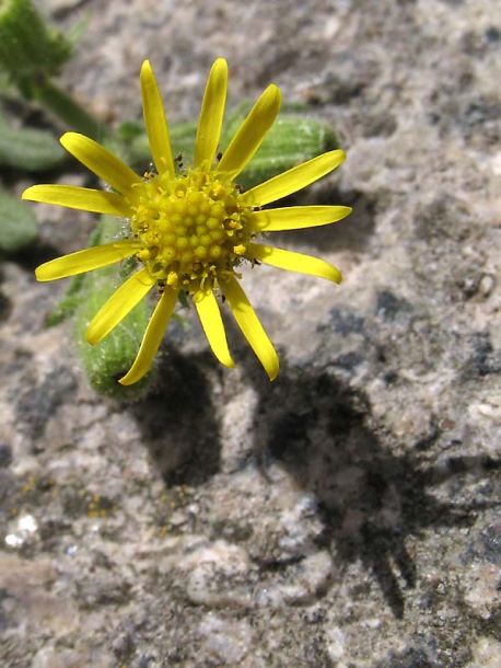 Изображение особи Senecio viscosus.