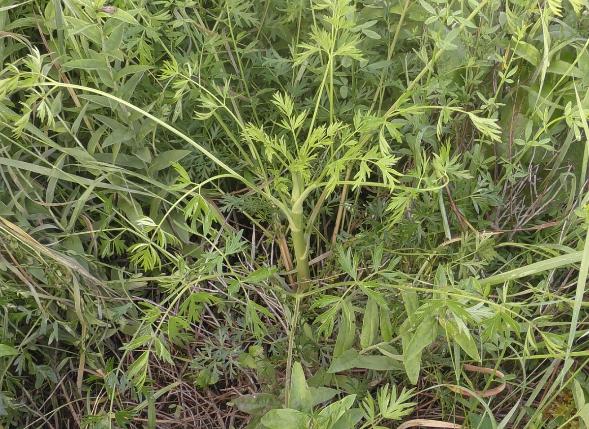 Image of Xanthoselinum alsaticum specimen.