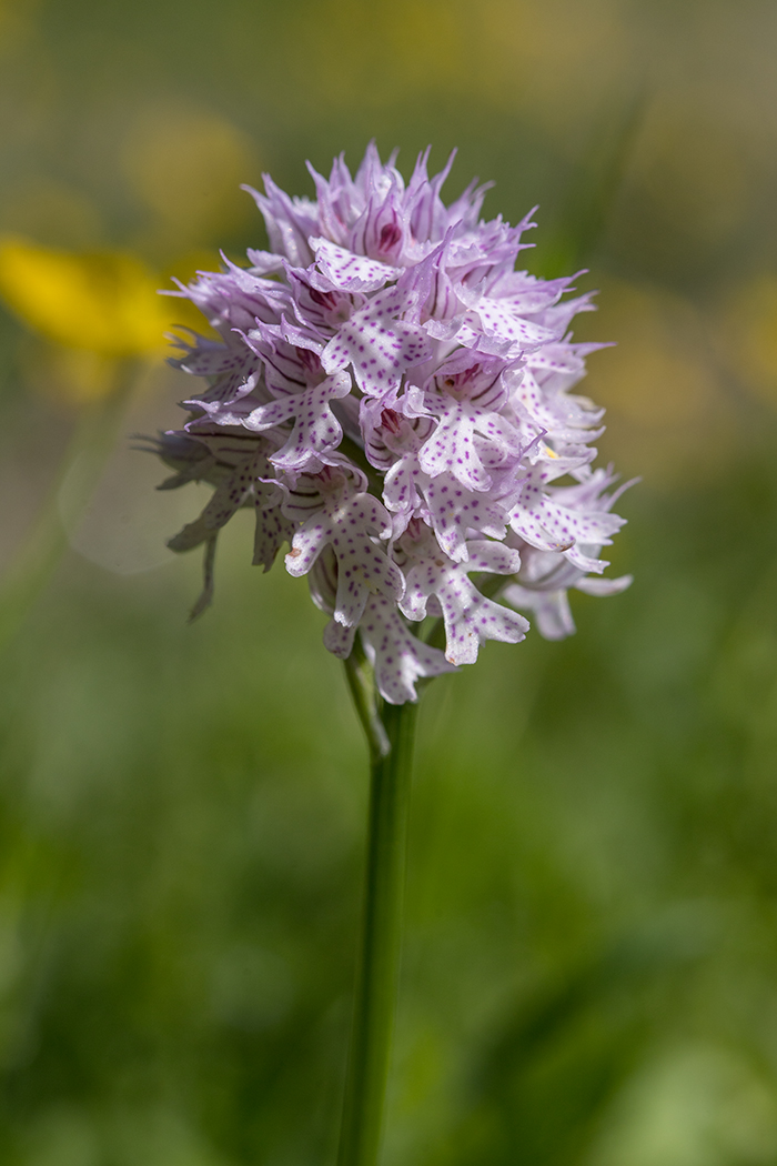 Изображение особи Neotinea tridentata.