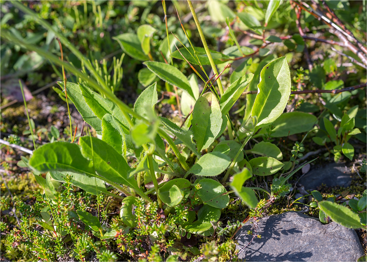 Изображение особи род Hieracium.