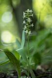 Platanthera chlorantha. Верхушка цветущего растения. Краснодарский край, Абинский р-н, окр. станицы Эриванской, склон горы Шизе, дубовый лес. 29.05.2021.