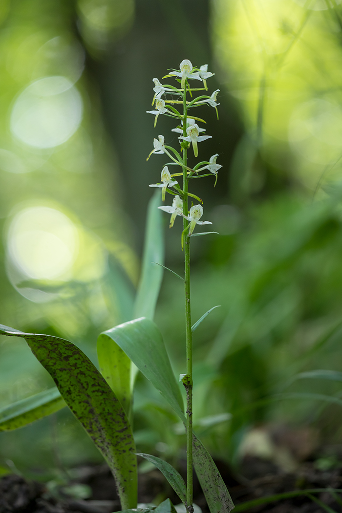 Изображение особи Platanthera chlorantha.