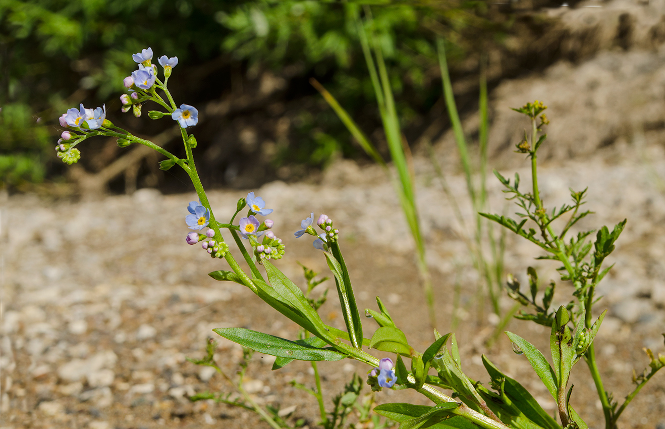 Изображение особи Myosotis palustris.