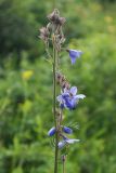 Polemonium caeruleum. Верхушка цветущего растения. Республика Алтай, Усть-Коксинский р-н, окр. с. Мульта, заболоченный правый берег р. Мульта возле Нижнего Мультинского озера, заросли курильского чая (Dasiphora sp.). 12.07.2021.