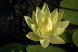 Nymphaea odorata