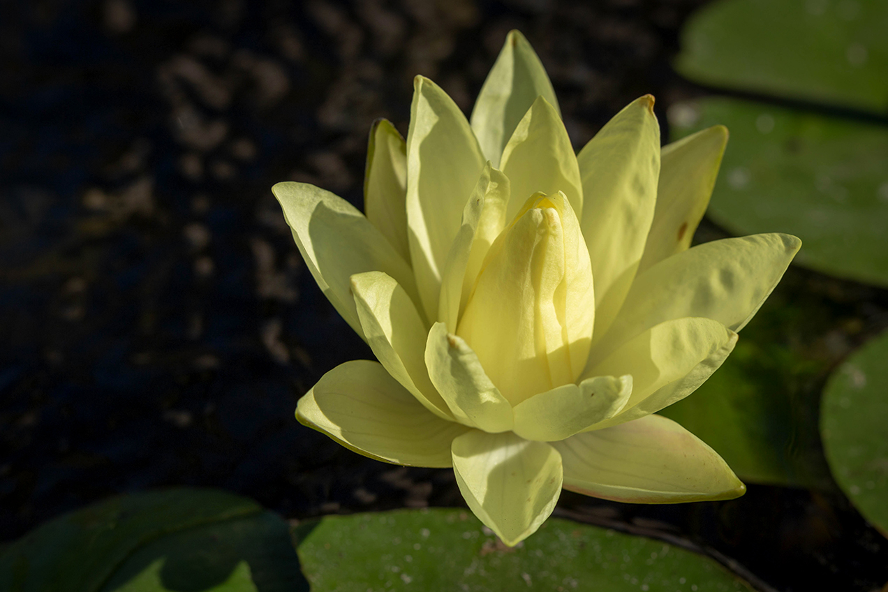 Image of Nymphaea odorata specimen.