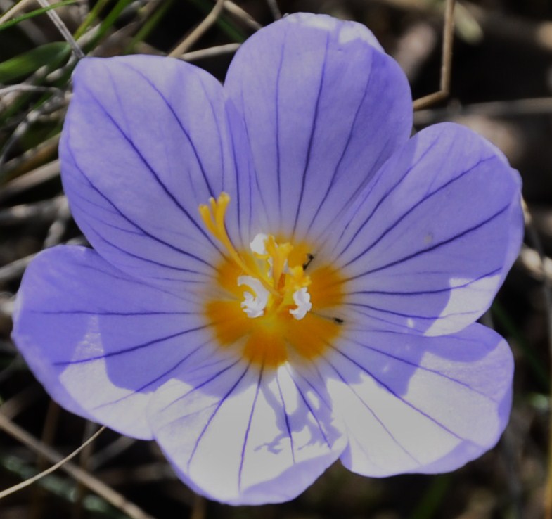 Изображение особи Crocus pulchellus.