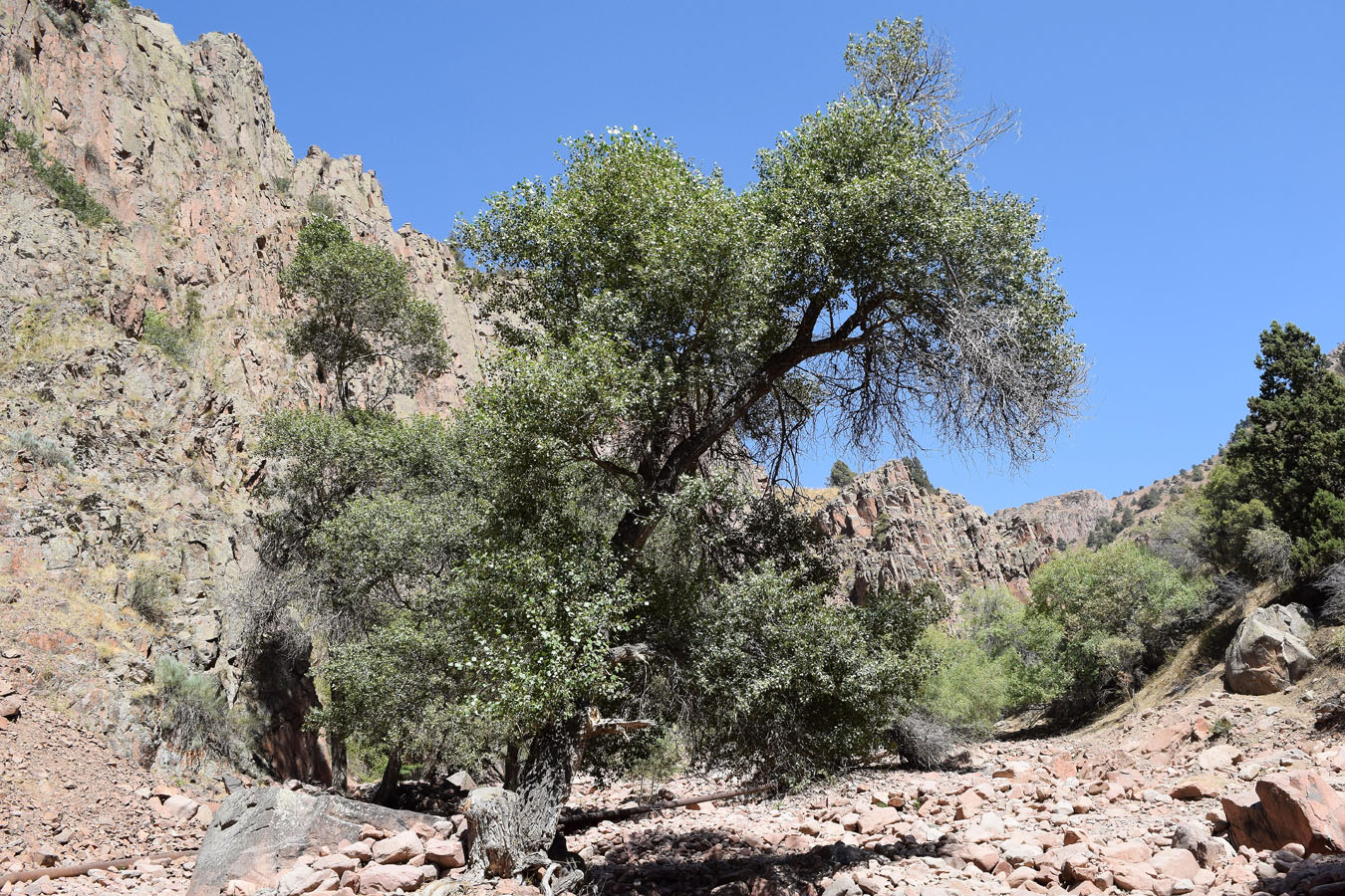 Image of Populus afghanica specimen.