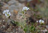 Cerastium purpurascens