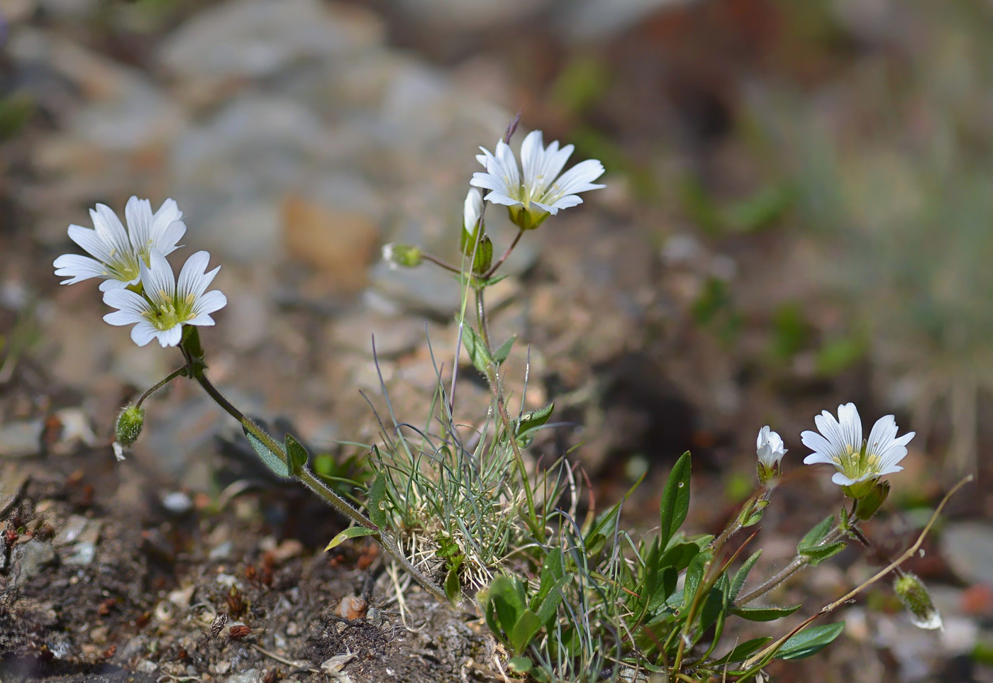 Image of Cerastium purpurascens specimen.