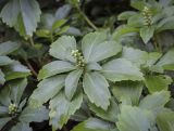 Pachysandra terminalis. Верхушка с бутонизирующим соцветием. Москва, Аптекарский огород, теневой сад, в культуре. 03.09.2021.