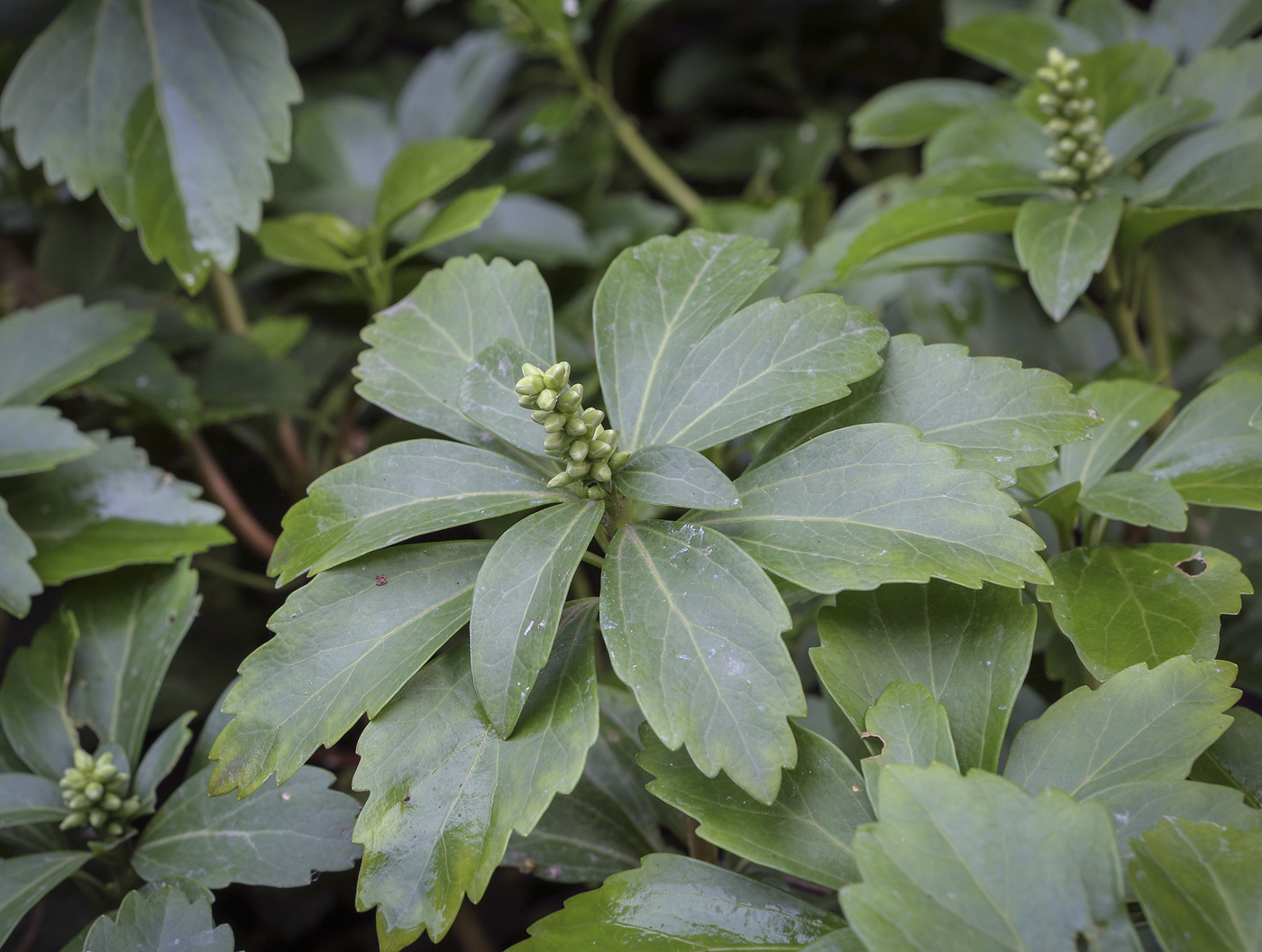 Image of Pachysandra terminalis specimen.