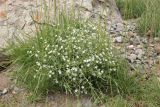 Stellaria dichotoma