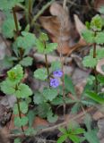Glechoma hederacea. Верхушка цветущего растения (рядом видны листья Potentilla). Астраханская обл., Наримановский р-н, окр. пос. Сенной, берег р. Волга, роща из Polulus и Salix. 25.04.2021.