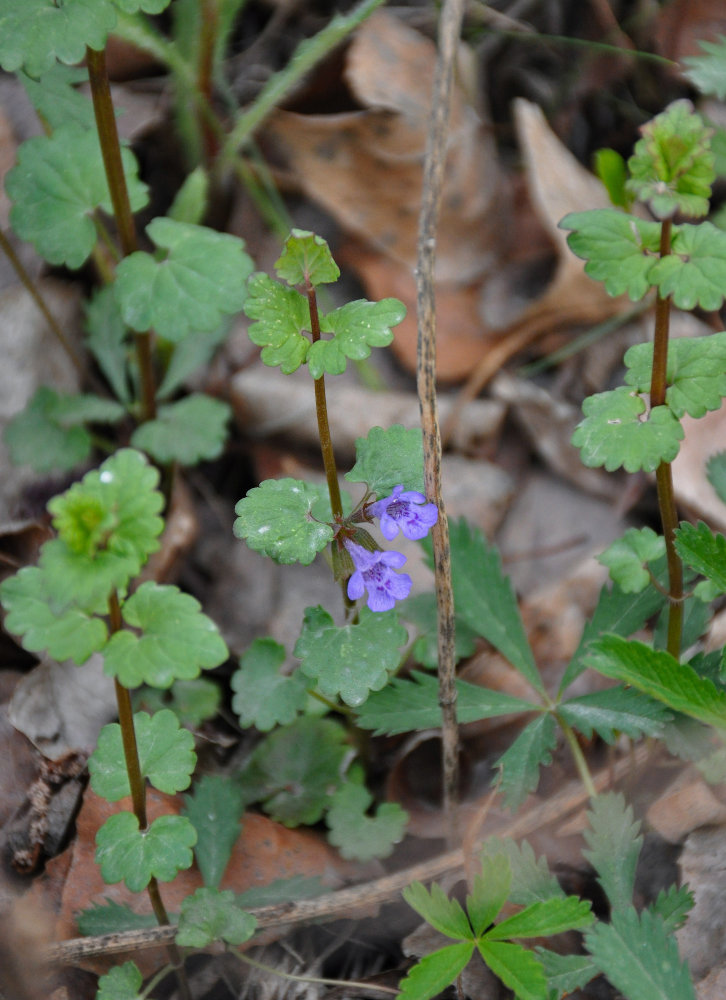 Изображение особи Glechoma hederacea.