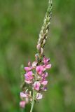 Onobrychis arenaria. Соцветие. Республика Татарстан, Спасский р-н, ур. Ясачка. 08.06.2010.