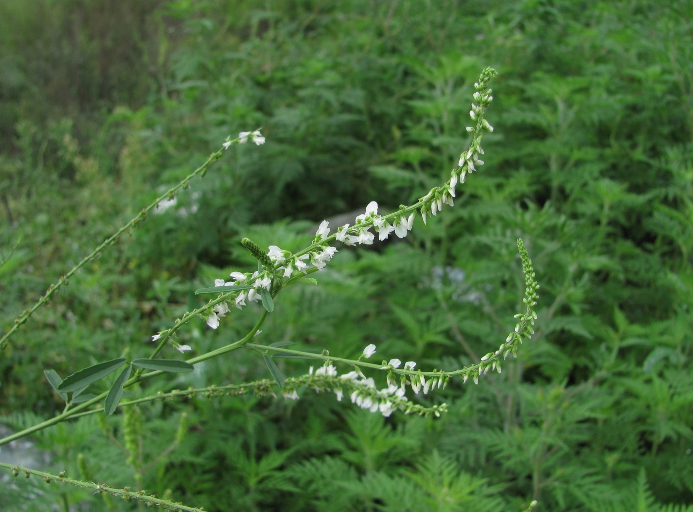 Image of Melilotus albus specimen.